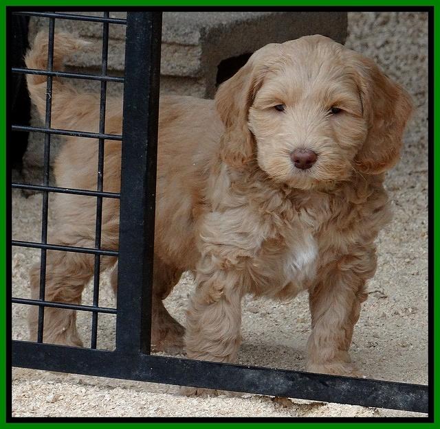 Rina Reagan pups 7 wks old 441