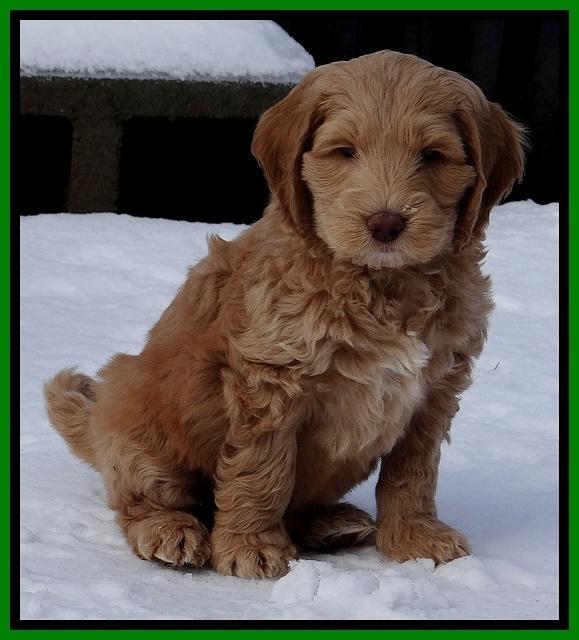 Rina Reagan pups 7 wks old 451