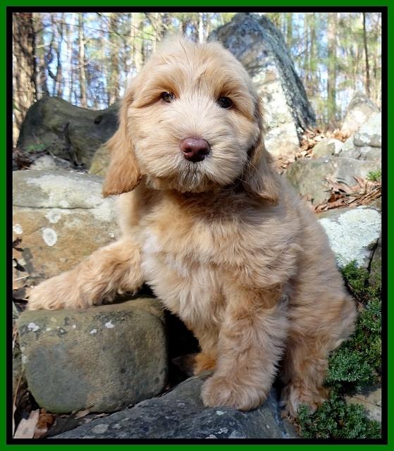 Rina Reagan pups 9 wks old 1 002