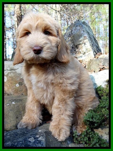 Rina Reagan pups 9 wks old 1 010