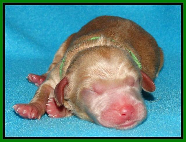 Rina Reagan pups newborn 281