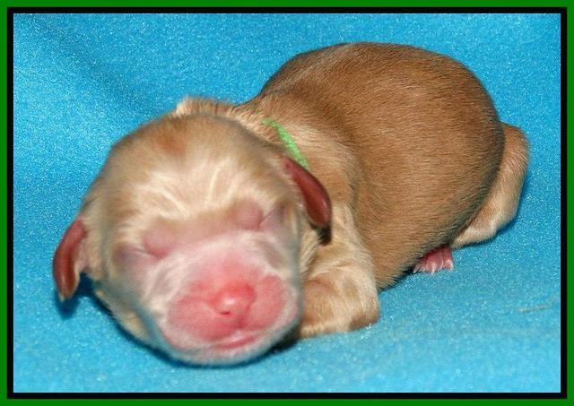 Rina Reagan pups newborn 291
