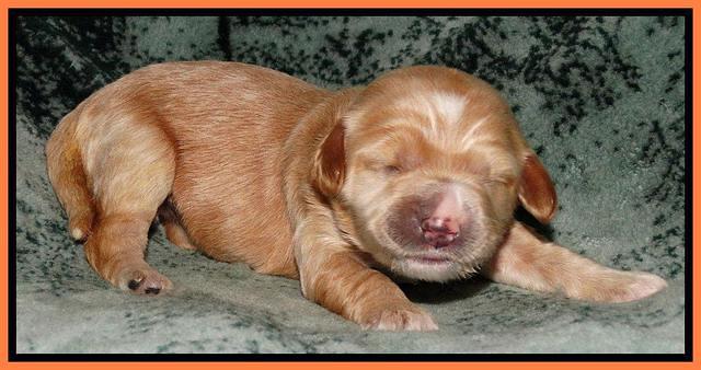 Rina REagan pups 1 wk old 1332