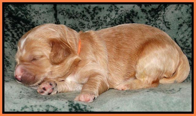 Rina REagan pups 1 wk old 2332