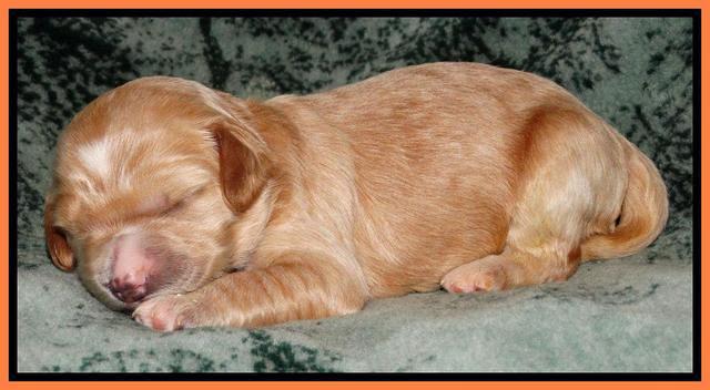 Rina REagan pups 1 wk old 3332