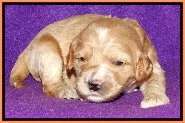 Rina REagan pups 2 wks old 231