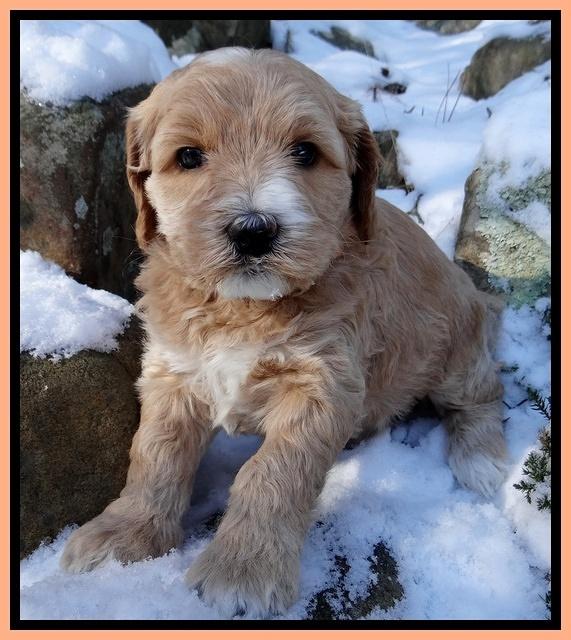 Rina REgan pups 5 wks old 321