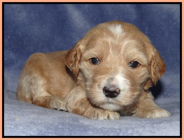 Rina Reagan pups 3 weeks old 107