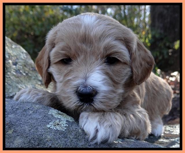 Rina Reagan pups 4 wks old 371