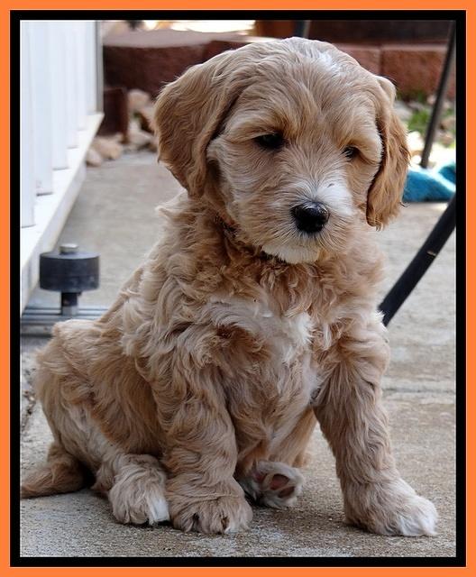 Rina Reagan pups 6 wks old 601