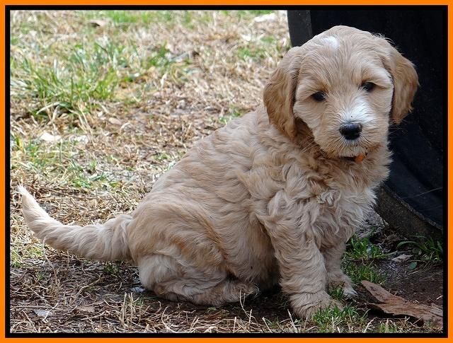 Rina Reagan pups 6 wks old 611