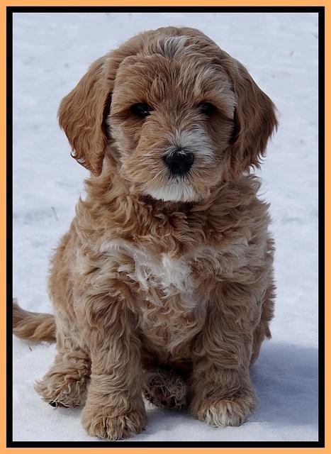 Rina Reagan pups 7 wks old 531