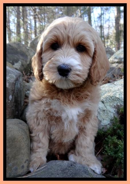 Rina Reagan pups 8 wks old 005