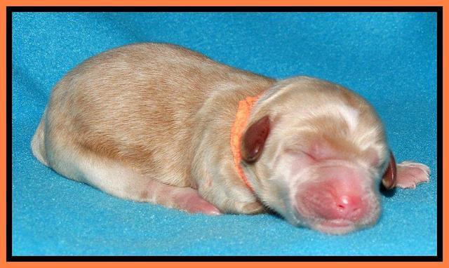 Rina Reagan pups newborn 301