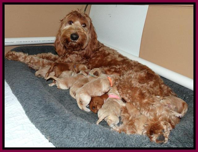 Rina REagan pups 1 wk old 321