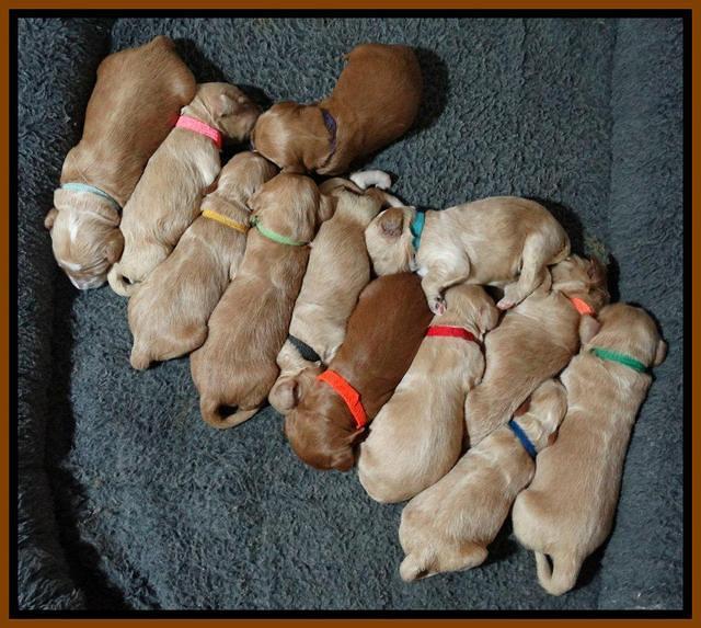 Rina REagan pups 1 wk old 331