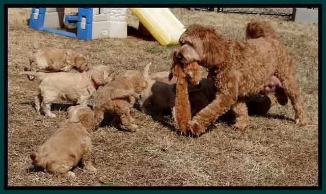 Rina Reagan pups 6 wks old 721