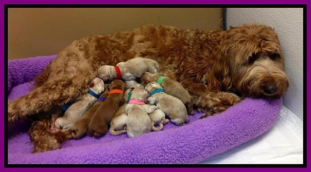 Rina Reagan pups Newborn group11