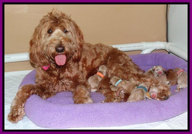 Rina Reagan pups newborn 11