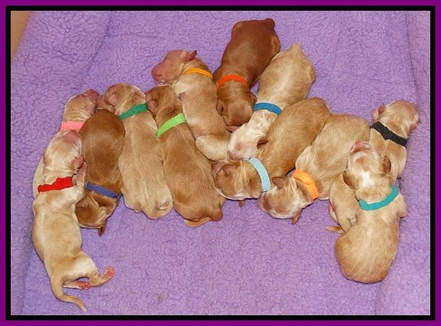 Rina Reagan pups newborn 21