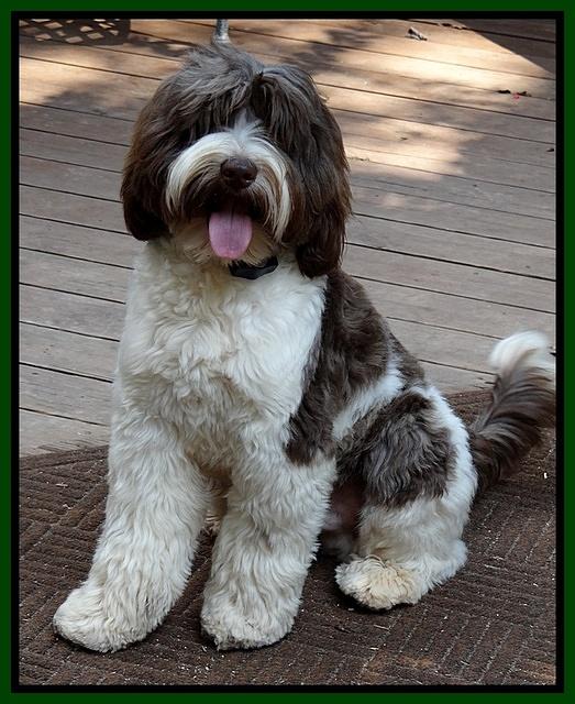 Texas 8 mos old #1