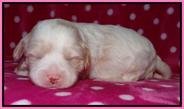 Sparkle TExas pups 2 wks old 011