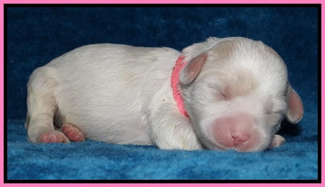 Sparkle Texas pups 1 wk old #1 002