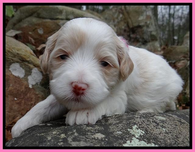 Sparkle Texas pups 3 wks old 11