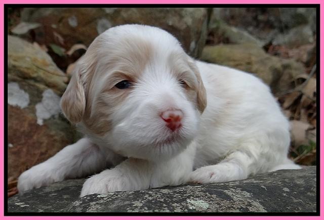Sparkle Texas pups 3 wks old 21