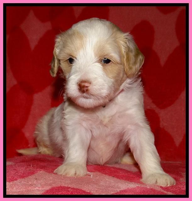 Sparkle Texas pups 4 weeks old 11
