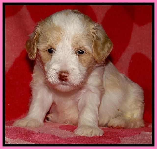 Sparkle Texas pups 4 weeks old 51