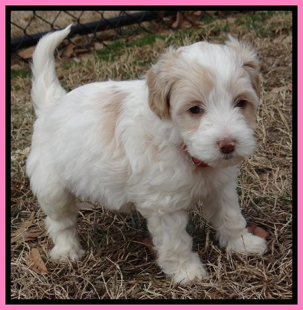 Sparkle Texas pups 6 wks old 351
