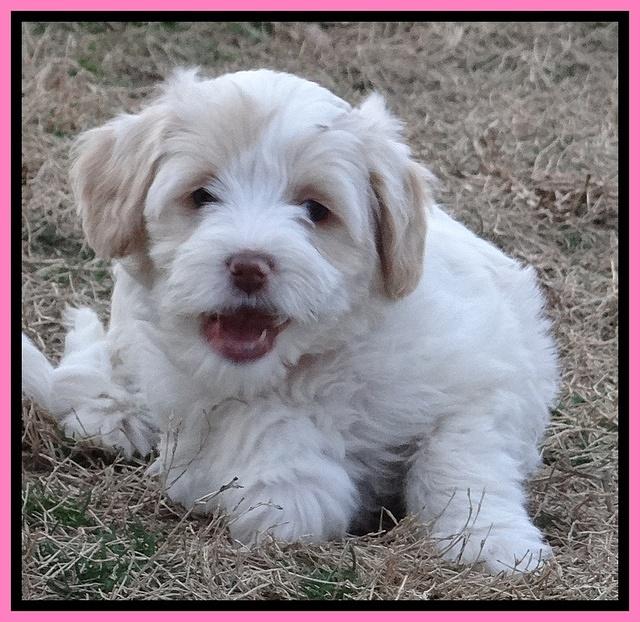 Sparkle Texas pups 7 wks old 531