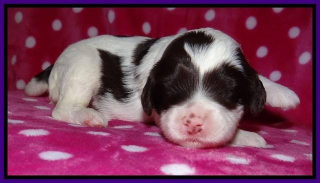 Sparkle TExas pups 2 wks old 023