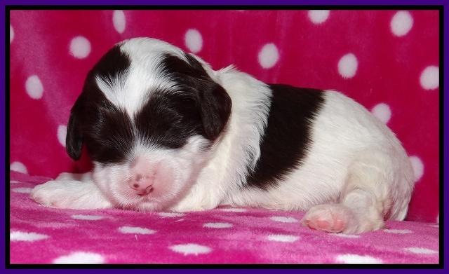 Sparkle TExas pups 2 wks old 033