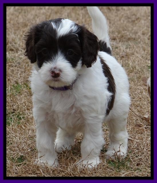 Sparkle TExas pups 5 wks old 171