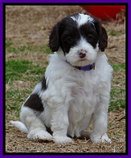 Sparkle TExas pups 5 wks old 191