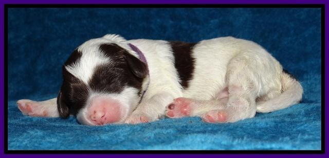 Sparkle Texas pups 1 wk old #1 010