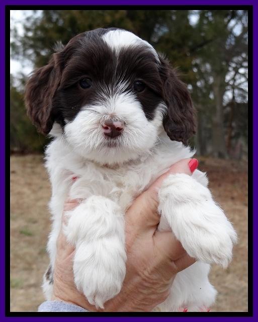 Sparkle Texas pups 6 wks old 11