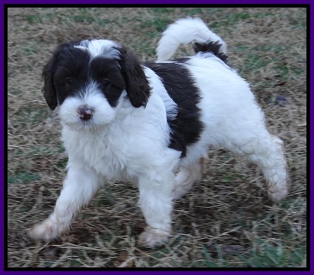 Sparkle Texas pups 7 wks old 451