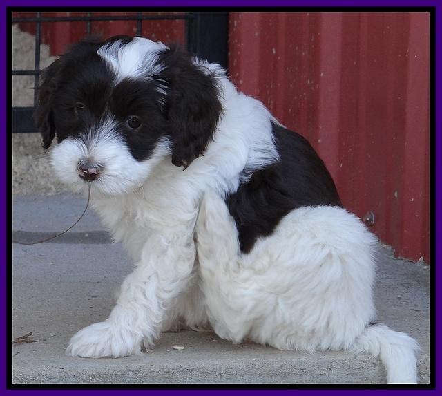 Sparkle Texas pups 7 wks old 461