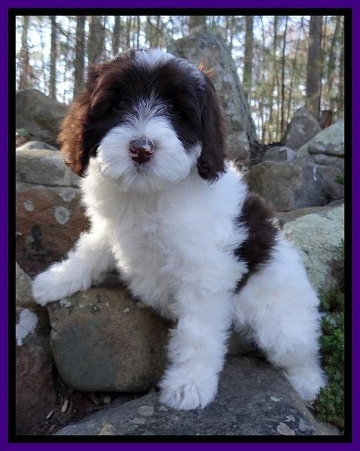 Sparkle Texas pups 8 wks old 15