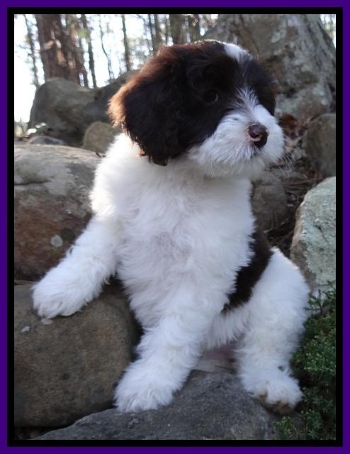 Sparkle Texas pups 8 wks old 25