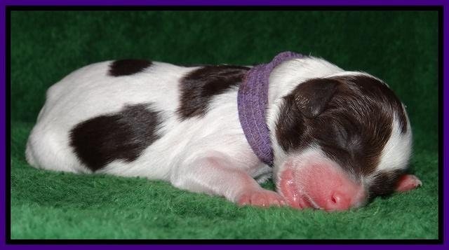 Sparkle Texas pups newborn 101