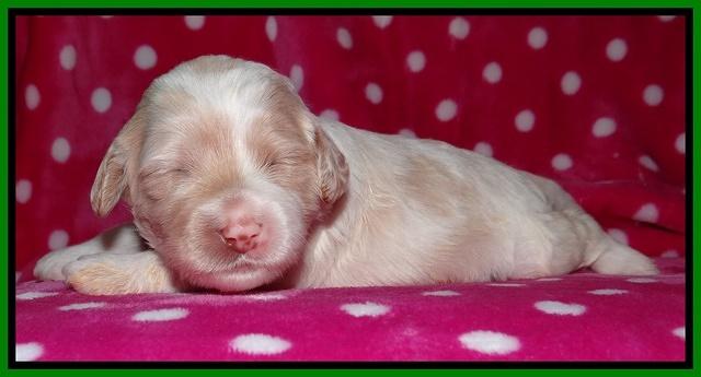 Sparkle TExas pups 2 wks old 058