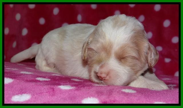 Sparkle TExas pups 2 wks old 064