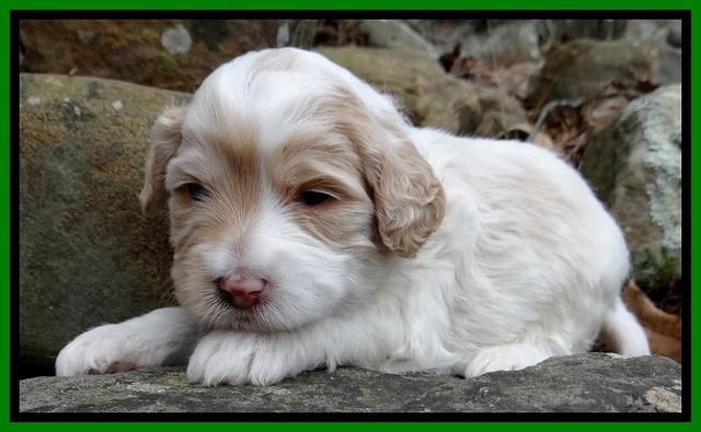 Sparkle Texas pups 3 wks old 91