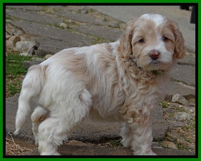 Sparkle Texas pups 6 wks old 111