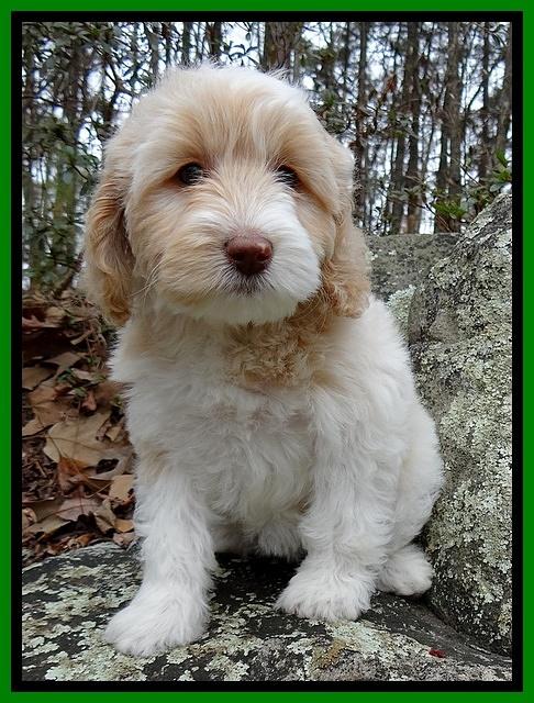 Sparkle Texas pups 8 weeks old 2 012