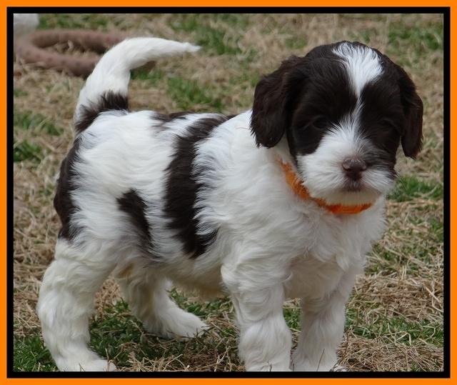 Sparkle TExas pups 5 wks old 111